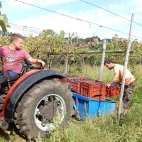 “Če bo vreme lepo, bomo jutri s trgatvijo končali,” je včeraj 
povedal Jure Kariž (na traktorju)  iz Krepelj.