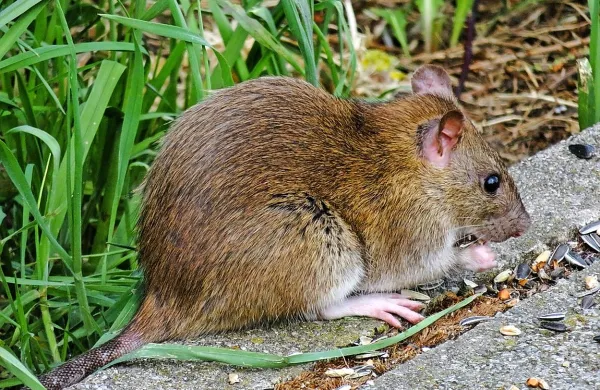 Glodalci so rezervoar ali prenašalci vrste bolezni pri človeku. 
Najpomembnejše so: kuga, virusna hemoragična mrzlica, leptospiroza, tularemija, tifus, toksoplazmoza, lišmanjoza, salmoneloza, trihineloza, steklina.