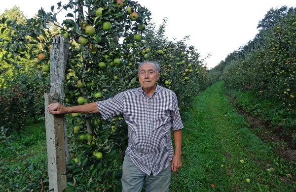 Angel Segulin iz Slop ima sadovnjak že 27 let in pravi, da bo 
letošnja letina mogoče celo rekordna.  