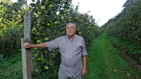 Angel Segulin iz Slop ima sadovnjak že 27 let in pravi, da bo 
letošnja letina mogoče celo rekordna.  