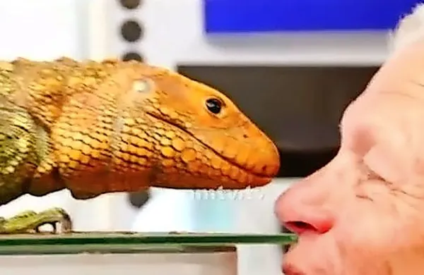 Za marsikoga nenavadni prizori so za 67-letnega Philippa Gilleta 
del vsakdana, saj na njegovem domu živi več kot 400 plazilcev, 
pajkov in drugih eksotičnih živali.