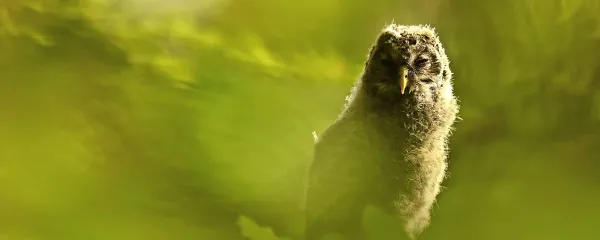 Ni vsaka sova James Bond