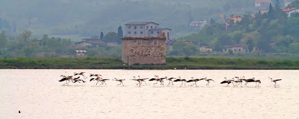 Plamenci v Sečoveljskih solinah 