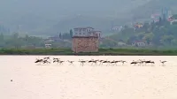 Plamenci v Sečoveljskih solinah 