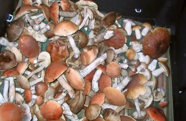 Gobe so okusno živilo, a lahko tudi nevarno.  