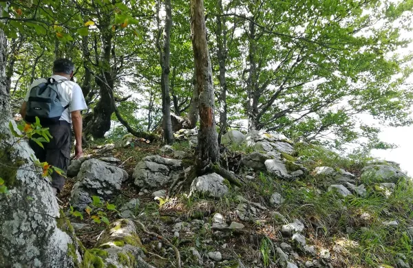  Za obnovo praviloma poskrbi narava sama (na sliki je  pragozd 
Ždrocle). Kjer so žled, podlubniki in vetrolom povzročili preveč 
škode, bo treba naravi pomagati s sajenjem sadik. 