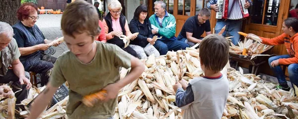 V dobri družbi in ob zvokih harmonike je sicer zamudno in 
enolično ličkanje koruze prav prijetno opravilo, ki združuje staro 
in mlado. 