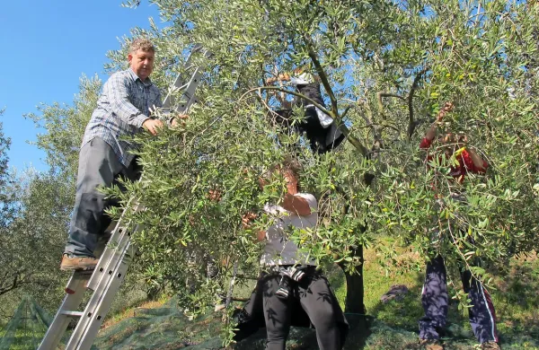 V Brdih pričakujejo letos kakovostno in količinsko dobro letino, saj 
je bilo vreme ugodno in z oljčno muho ni bilo težav.