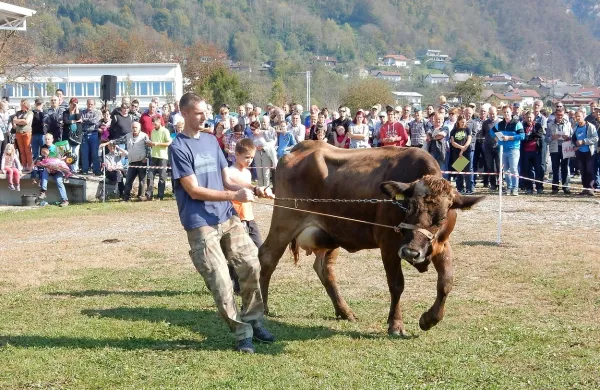Na licitaciji so lastniki po zelo dobri ceni prodali vseh 28 krav in 
telic.  