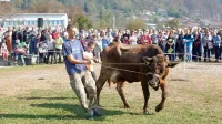 Na licitaciji so lastniki po zelo dobri ceni prodali vseh 28 krav in 
telic.  