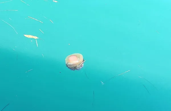 ... kot iz morske cvetače (Cotylorhiza tuberculata). 