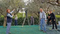 Družino Vojvoda smo v četrtek popoldne obiskali v oljčniku  v 
Bertokih, kjer so hiteli z obiranjem plodov.