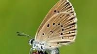  Strašnični mravljiščar (Maculinea teleius)