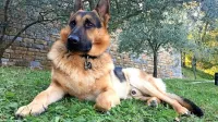Nemški ovčar Jimmy,  posvojenček, je kot  maskota  portala prispeval k  osveščanju  prek različnih spletnih družbenih  omrežij.