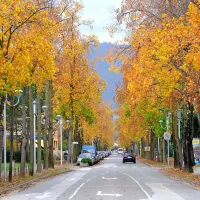 Drevored novogoriške Cankarjeve ulice je v Fujijevih barvah pravi balzam za oči.
