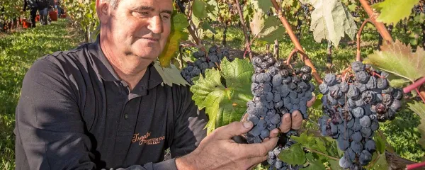 Prodaja vina je specifična. Povezana je z regijo, od koder vino 
izhaja, nujno pa je treba tudi vedeti, kako grozdje zraste  in kako se 
iz njega pridela dobro vino,  je prepričan Marjan Colja.