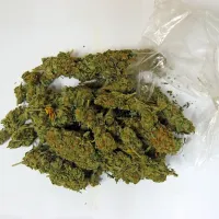 Čeprav je pri nas  prepovedana, do konoplje ni težko priti.