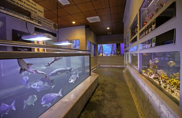Nekdanja blagajničarka v piranskem akvariju, kjer je zmanjkalo 
najmanj 1700 evrov, je krivdo priznala, nekdanja vodja akvarija in 
pomočnik akvarista pa ne.