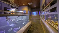 Nekdanja blagajničarka v piranskem akvariju, kjer je zmanjkalo 
najmanj 1700 evrov, je krivdo priznala, nekdanja vodja akvarija in 
pomočnik akvarista pa ne.