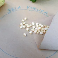 Bela koruza