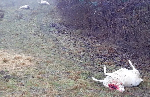 V Brkinih se je zgodil novi pokol ovac.