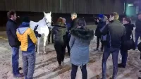 Včeraj je vodstvo Kobilarne Lipica novinarje uvedlo v svet 
lipicancev in napovedalo obnove Maestosa in druge investicije.