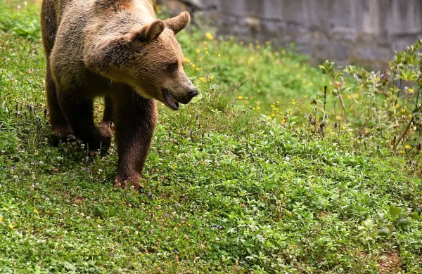 V AAG opozarjajo, da sklep o odvzemu medveda iz narave med 
drugim ne upošteva, kako na prehajanja medvedov čez mejo s 
Hrvaško vpliva ograja na meji.