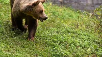 V AAG opozarjajo, da sklep o odvzemu medveda iz narave med 
drugim ne upošteva, kako na prehajanja medvedov čez mejo s 
Hrvaško vpliva ograja na meji.