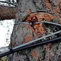 Tako nestrokovno so z jeklenimi vrvmi  namestili praznične 
dekoracije na drevesa v Žusterni. 