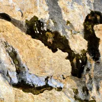  Aldova avtorska fotografija racmana, ki ga je našel v spodmolih 
Ušesa Istre pri Sočergi.