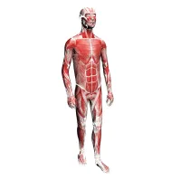 Študij osteopatije je  samostojen, zahteva pa  znanje iz medicine in 
študijsko prakso na klinikah ter v bolnišnicah.  