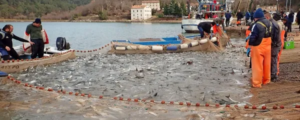 V Tarski vali so letos ujeli poldrugo tono skakavk.