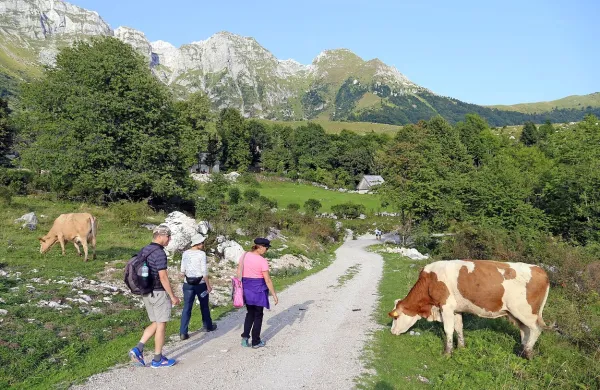 Na planinah Kuhinja, Kašina in Leskovca poleti pasejo okoli sto 
krav molznic, mleko predelujejo v sir.   