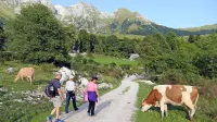 Na planinah Kuhinja, Kašina in Leskovca poleti pasejo okoli sto 
krav molznic, mleko predelujejo v sir.   