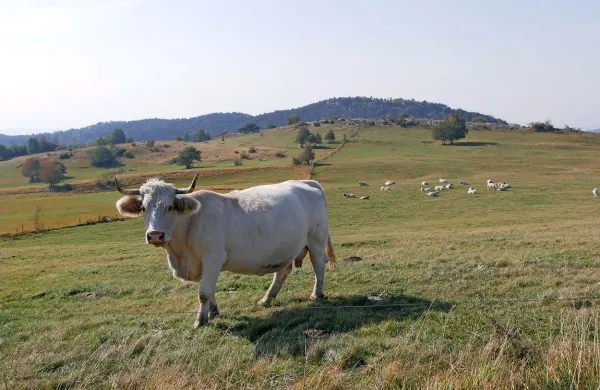 Fotografija je simbolična.