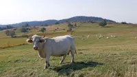 Fotografija je simbolična.
