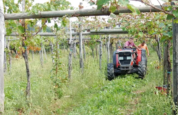 Kako doseči, da bodo mladi  obdelovali vinograde in  od tega 
spodobno živeli,  Kras pa bo ostal prepoznaven kot vinogradniška 
pokrajina? 