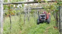 Kako doseči, da bodo mladi  obdelovali vinograde in  od tega 
spodobno živeli,  Kras pa bo ostal prepoznaven kot vinogradniška 
pokrajina? 