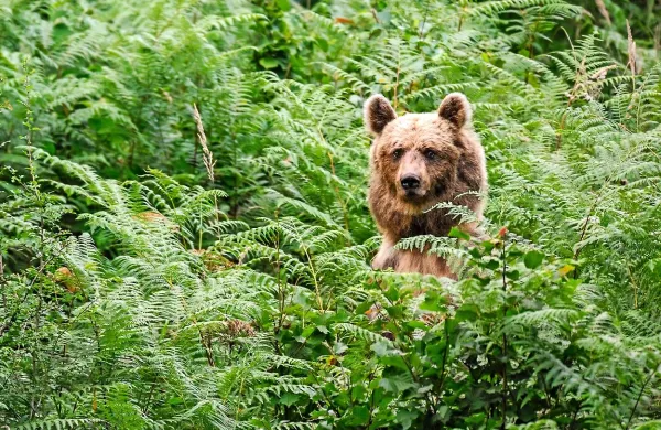 S projektom želijo turistom omogočiti doživetja z medvedi in drugimi živalmi, ne da bi preveč 
posegali v njihov življenjski prostor.