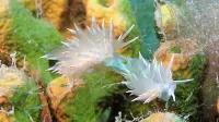   Hladnoljubna gološkrgarja vrste Eubranchus tricolor.