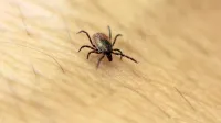 Klopi so že na preži za žrtvami