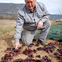 Oton Vižin na Solkanskem polju ponosno pokaže

Solkanski regut