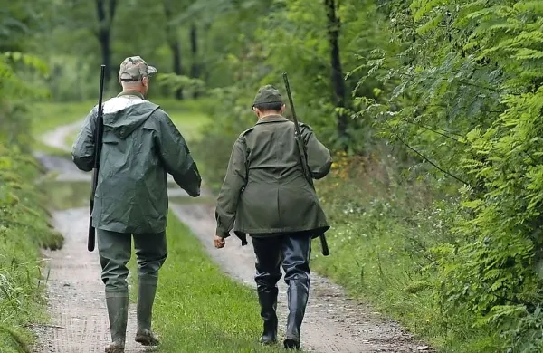 Če bi država odobrila odstrel šakalov in morda tudi volkov, bi te 
zveri pokončale manj srn in jelenov, menijo lovci. 