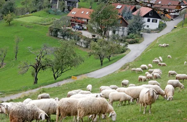 Člani društva redijo približno 2000 ovac, društvo skrbi tudi za svoj trop stotih živali.