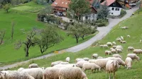 Člani društva redijo približno 2000 ovac, društvo skrbi tudi za svoj trop stotih živali.