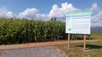Pri poskusu (na fotografiji njiva koruze) beležijo tudi vpliv bio oglja 
na velikost in kakovost pridelka.