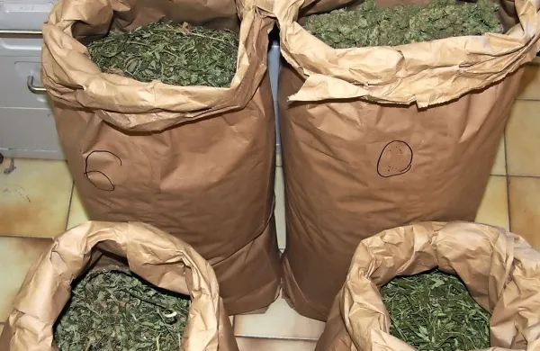  V širši okolici Tolmina je 21-letnik doma med drugim hranil  14,6 
kilograma  konoplje.