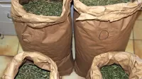  V širši okolici Tolmina je 21-letnik doma med drugim hranil  14,6 
kilograma  konoplje.