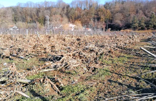 Takšna je bila podoba sadovnjaka v Bujah tik po poplavah, ki  so 
podrle več kot tri četrtine dreves in jih založile z naplavinami. 