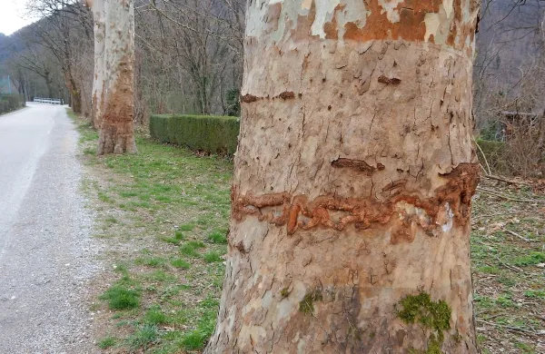 Platani bosta preživeli